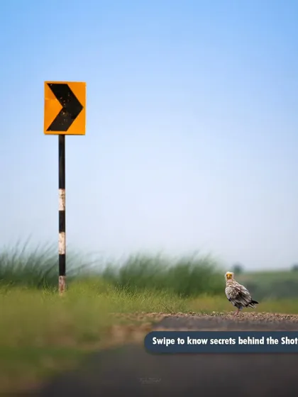 The original, uncropped version of the Egyptian Vulture by the road sign, which I use to explain the secrets behind the shot.