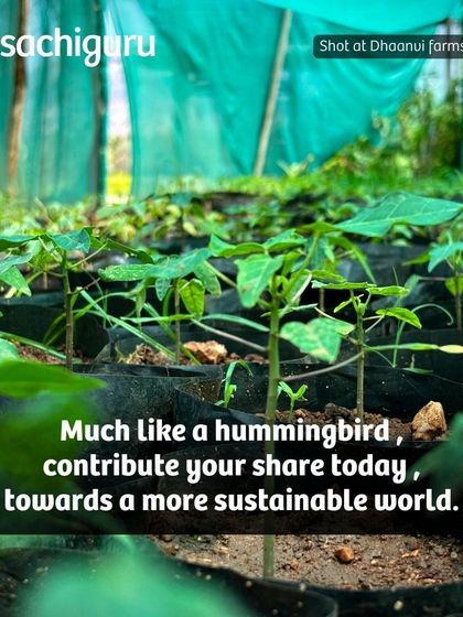 Owning a permaculture food forest at Dhaanvi farms means nurturing a living ecosystem. Like a hummingbird, you can contribute your share towards a more sustainable world.