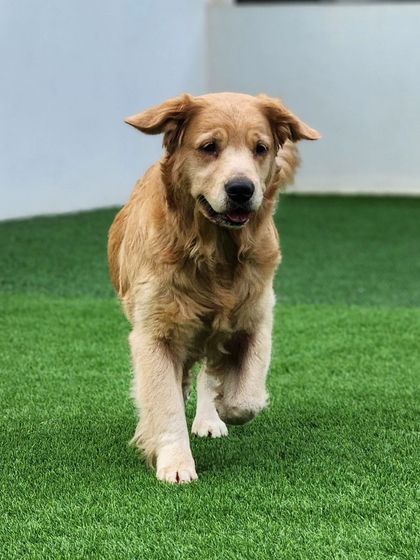 A Golden Retriever in action, running towards the camera.