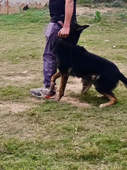 This black German Shepherd demonstrates the same intense focus during a heeling exercise. A dog that is this connected to its handler is a dog you can trust in any situation.