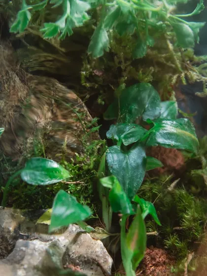 A macro shot of the dark green leaves and moss inside the terrarium. These gifts that grow are a sustainable choice for the festive season.