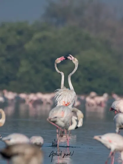 Love is in the air. Two flamingos form a perfect heart shape with their necks during a courtship ritual, a beautiful and fleeting moment.