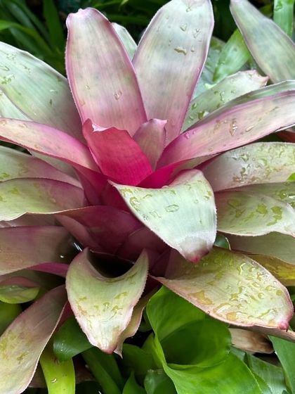 Hygrinz - Plant Sales & Gardening Supplies Unique Finds: Bonsai, Cacti & Succulents photo 5