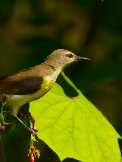 A female Purple Sunbird perched on a branch with bright red flowers. The soft lighting and natural elements make for a beautiful composition.