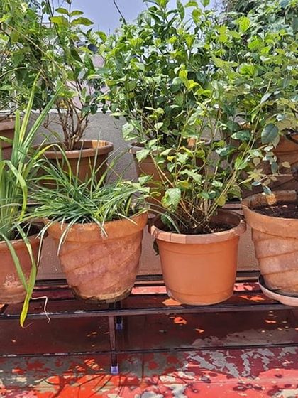 The Garden Hub - Custom Planter Stands Terrace Garden Transformations photo 6