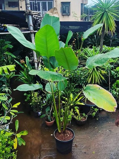 Large Statement Plants for Outdoors & Indoors photo 13