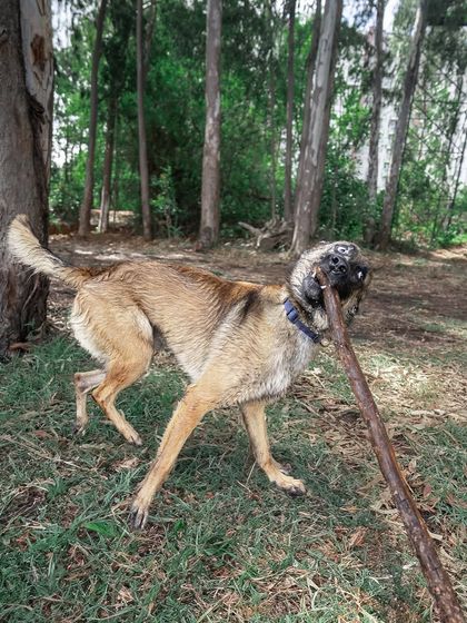 Garima Tomar - Dog Training & Behavior Consultation Life with Floyd: The Real & Raw photo 37