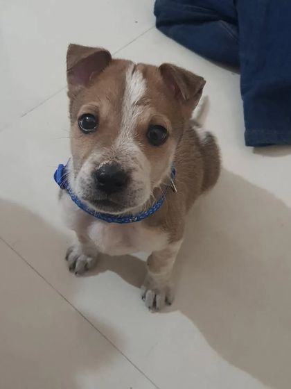 Look at that face! This is Tobasco, one of the puppies I fostered. He is a professional cuddler and is looking for his forever home.