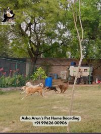 Cage-Free Dog Boarding