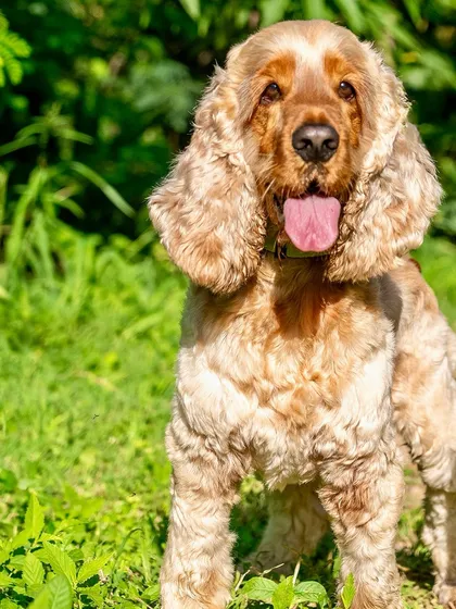 A bright and airy portrait of Coco, an adopted Cocker Spaniel, enjoying the sun during an outdoor shoot in Hyderabad. Adoption is beautiful.