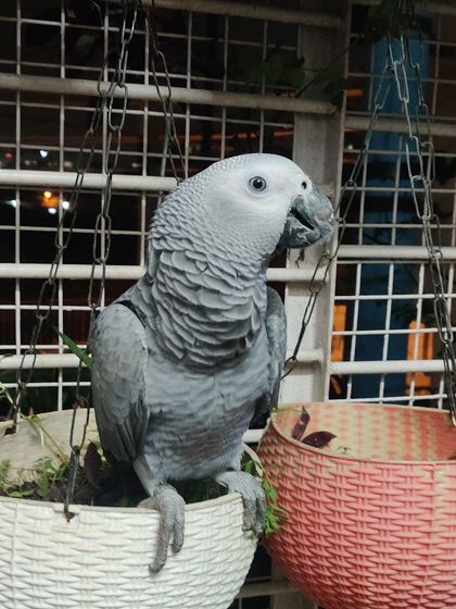 Sammy's Nest - Home Boarding for Small Pets Birds, Bunnies & More photo 4