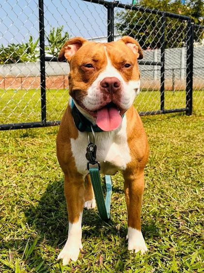 The Pawsome Camp - Dog Daycare & Boarding Our Pack: Portraits from the Camp photo 54