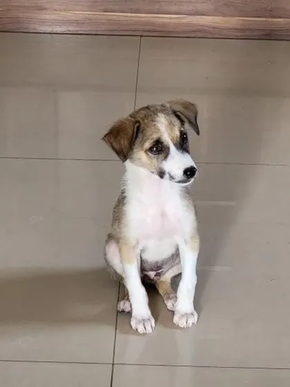 Meet Mr. Peanut, a 2.5-month-old male puppy sitting politely on the floor, looking a bit shy. He has been dewormed and is ready for his new home.