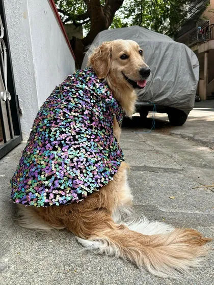 Look at that happy face. This sitting pose shows how the garment doesn't bunch up, a detail that comes from taking exact measurements. Whether it's for a photoshoot or a family function, your pet will be comfortable and ready for their close-up.