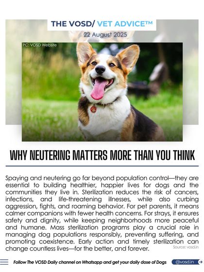 Spaying and neutering go far beyond population control. Sterilization reduces the risk of cancers and infections while also curbing aggression and roaming, leading to healthier, happier lives for dogs and safer communities.