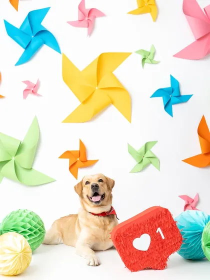 This was such a fun and colorful shoot I did in collaboration with Heads Up For Tails. We built this entire set with vibrant pinwheels, and this happy Labrador just brought it to life. It shows how I can create a unique, themed campaign that reflects a brand's playful energy.
