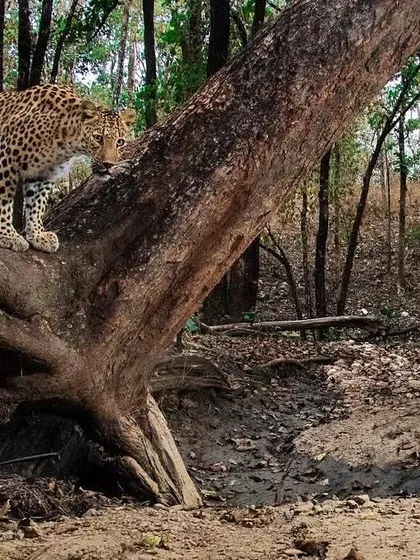 A leopard on a fallen tree, captured by a DSLR camera trap in Pench. This technique allows us to photograph the secret lives of these nocturnal animals.