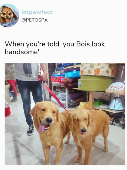 Two handsome Golden Retrievers visiting our shop. We love it when best buds come in together to stock up on their favorite things.
