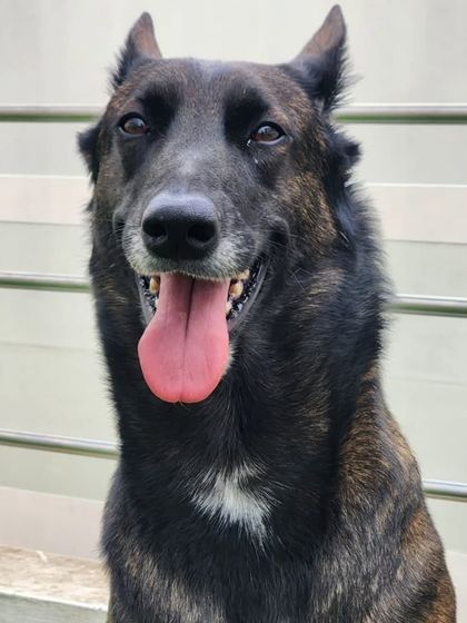 A handsome Belgian Malinois. This is a high-energy, intelligent breed that we love to work with.