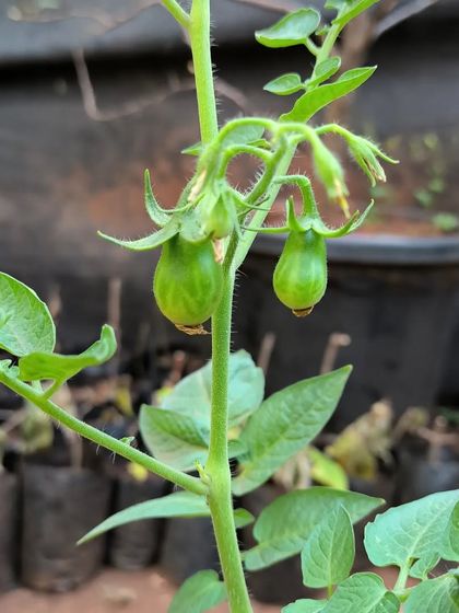 Grow Your Own: Kitchen Garden Starters photo 5