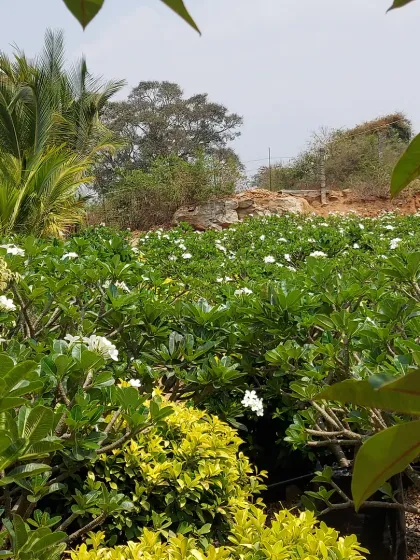 A section of the nursery filled with white-flowering Plumeria plants. The sheer quantity shows the scale of my growing operations.