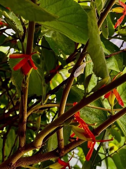 The bright red and yellow flowers of a native shrub at Ghata Bundh. The intricate details and vibrant colors are a feast for the eyes and for pollinators.