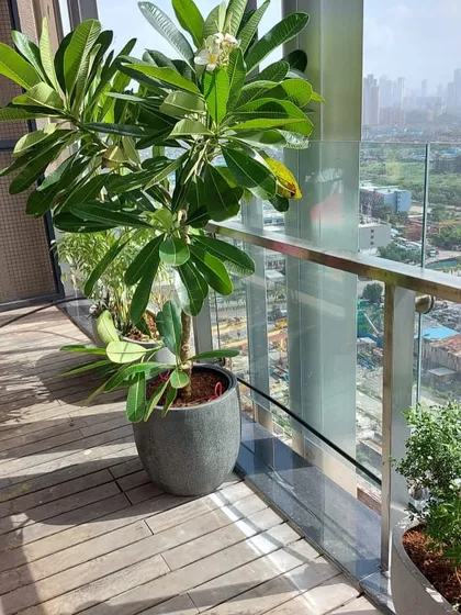 A beautiful Frangipani (Champa) tree in a large pot stands as a centerpiece on this wooden deck balcony, bringing fragrance and tropical elegance.