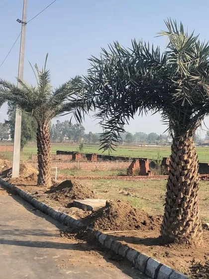 A row of newly installed Date Palms along a roadside. This kind of planting can define a property line and create a powerful visual statement.