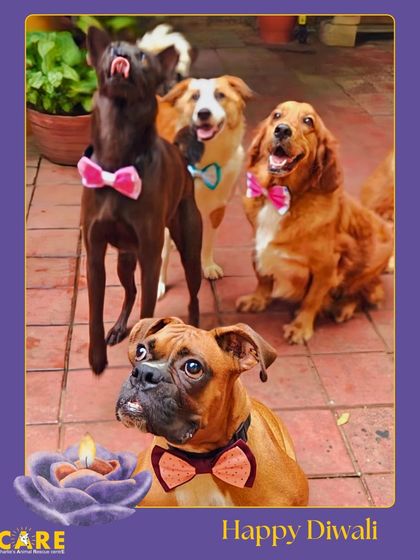 Charlie's Animal Rescue Centre - Animal Rescue & Adoption Life at the Shelter photo 11