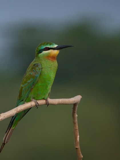 A Blue-cheeked Bee-eater, with its stunning green plumage and distinctive facial markings, posing perfectly on a branch.