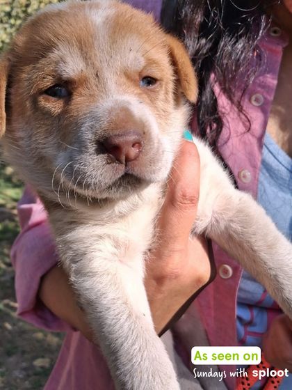 Sometimes we meet the tiniest new friends at our community walks. Every dog, big or small, is welcome to join the pack.