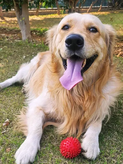 A classic happy Golden Retriever with his red ball.