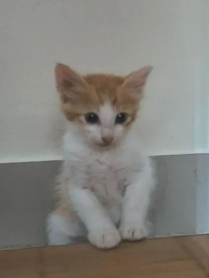 An 8-week-old male ginger and white kitten sitting politely, looking for a forever home where he can get lots of cuddles.