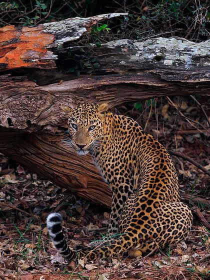 A striking portrait of the Bhadra leopard looking back over its shoulder, offering a moment of direct eye contact.