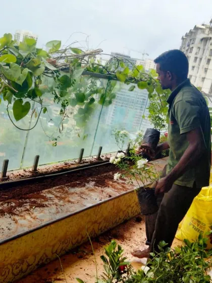 Here is a look at our planting process. We start with preparing high-quality soil mix and carefully placing each plant to ensure it has the best start. This attention to detail during the setup phase is crucial for a long-lasting and thriving balcony garden.