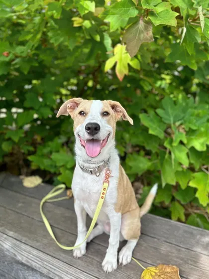 We love exploring different spots around Tulsa. Here's a happy pup enjoying a beautiful day during our pack walk at Turkey Mountain, one of our favorite locations for a change of scenery and new challenges.