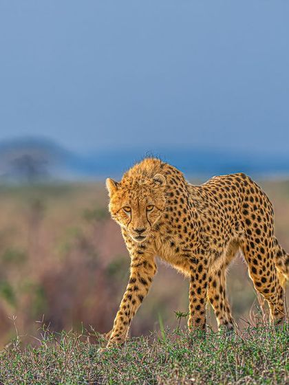 A cheetah sub-adult makes eye contact while walking. Shooting from below eye level adds a dynamic perspective, and our modified vehicles make this possible.