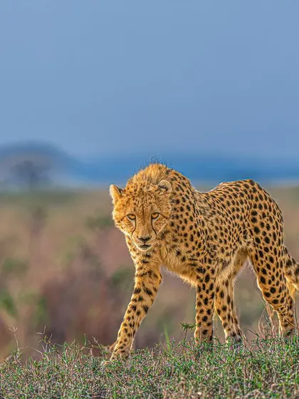 A cheetah sub-adult makes eye contact while walking. Shooting from below eye level adds a dynamic perspective, and our modified vehicles make this possible.