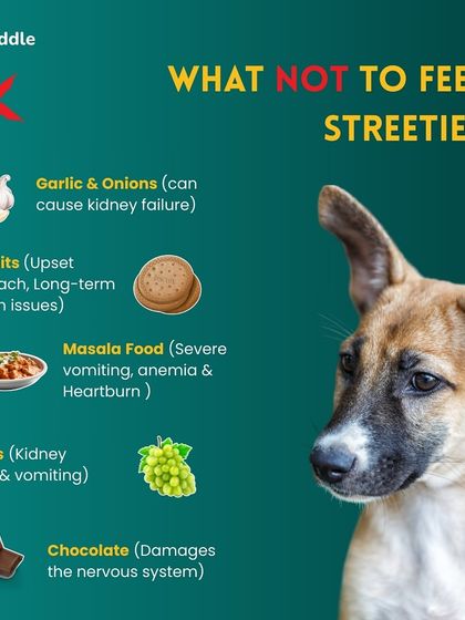 Kuddle - Pet Nutrition Consultation Danger Zone: Common Hazards for Pets photo 3