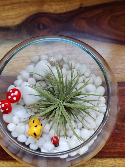 Healing Garden - Terrarium & Miniature Garden Workshops Our Garden & Terrarium Styles photo 7