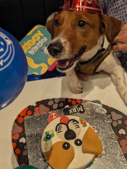 Max is all smiles with his Floral Fido cake. We can customize the decorations on our dog face cakes to match your party's theme, like these little flowers.