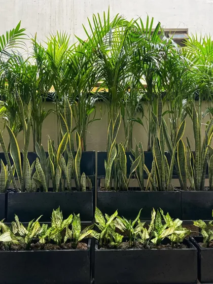 A detailed view of the layered planting. The shorter, variegated Aglaonema in the front planters adds another layer of texture and color to the arrangement.