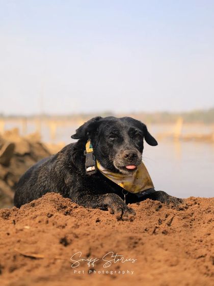 Sniff Stories - Pet Videography Paws, Splashes, and Muddy Noses photo 16