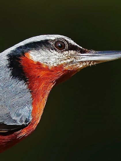 A detailed head and shoulders view of a Chestnut-bellied Nuthatch. The sharp contrast between its black eye-stripe, white supercilium, and the rich, rusty color of its underparts is clearly defined.