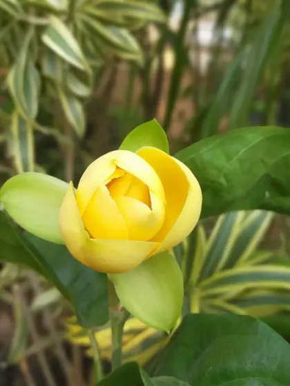 A close-up of the fragrant yellow Magnolia flower, locally known as kavathi chafa. I offer a range of flowering shrubs and creepers that bring beautiful scents and colours to your garden.
