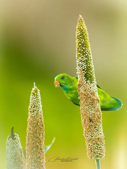 A Vernal Hanging Parrot peeks out from behind a stalk of millet. This shot captures a playful moment of feeding, telling a small story about the bird's behaviour.