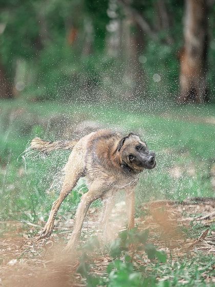 Pragalbh - Fine Art Pet Photography Outdoor Adventures photo 18