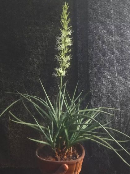 Easy-Care Indoor Plants photo 9