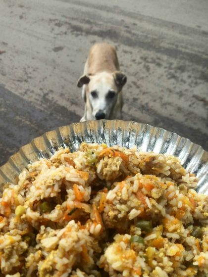 This dog is looking right at the camera, patiently waiting for me to put down the plate of food. The trust in their eyes is everything.