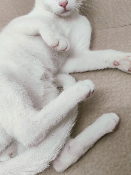 Sammy's Nest - Home Boarding for Small Pets Happy Cats: Our Boarding Guests photo 25